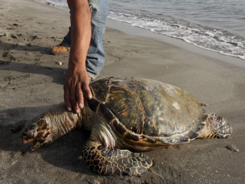 Por ‘selfies’, turistas ponen en riesgo reproducción de tortugas en Veracruz