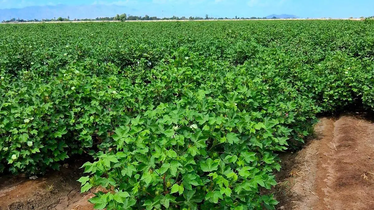 Siembran 14 mil 453 hectáreas de cultivos en el Valle de Mexicali